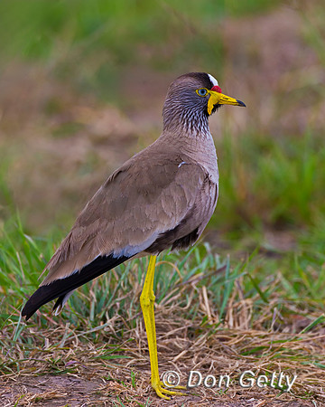 African Wattled Lapwing