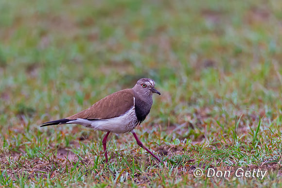 Black-winged Lapwing