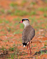 Crowned Lapwing