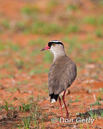 Crowned Lapwing