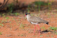 Crowned Lapwing