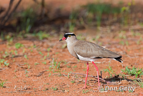 Crowned Lapwing
