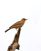 Pink-breasted Lark