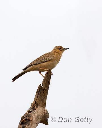 Pink-breasted Lark