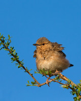 Pink-breasted Lark