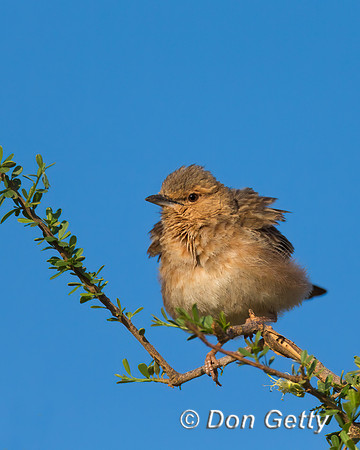 Pink-breasted Lark