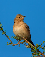 Pink-breasted Lark