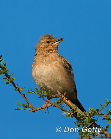 Pink-breasted Lark