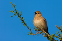 Pink-breasted Lark