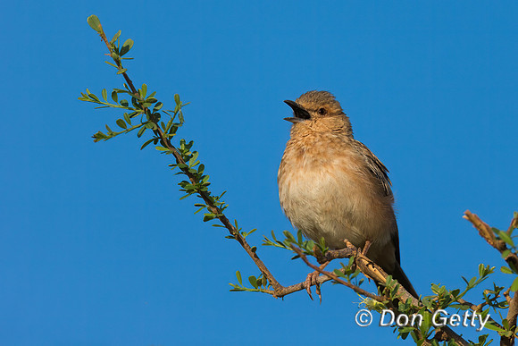 Pink-breasted Lark