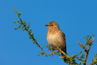 Pink-breasted Lark