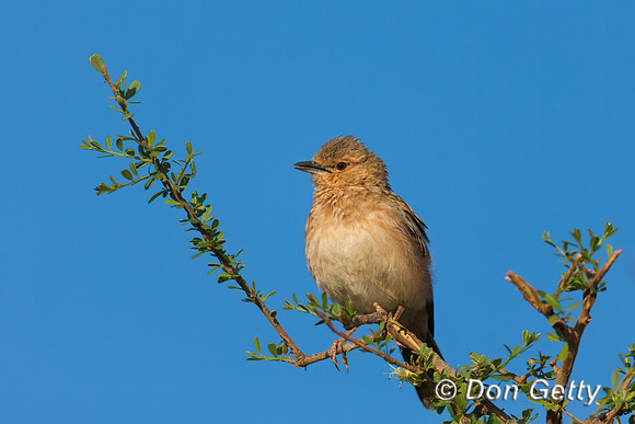 Pink-breasted Lark