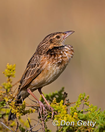 Rufous-naped Lark