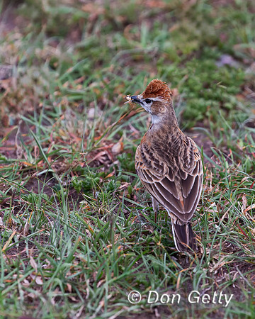 Red-capped Lark