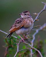 Red-winged Lark