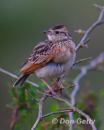 Red-winged Lark