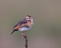 Red-winged Lark