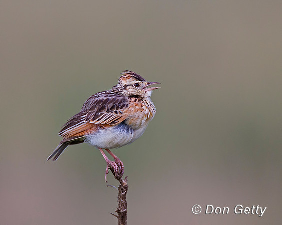 Red-winged Lark