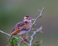 Red-winged Lark