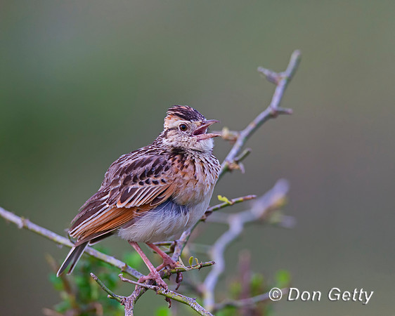 Red-winged Lark