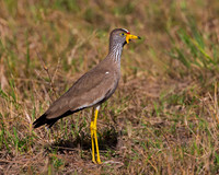 African Wattled Lapwing