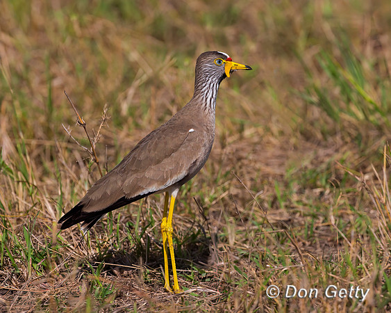 African Wattled Lapwing