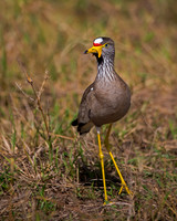 African Wattled Lapwing