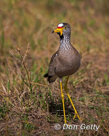 African Wattled Lapwing