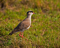 Crowned Lapwing