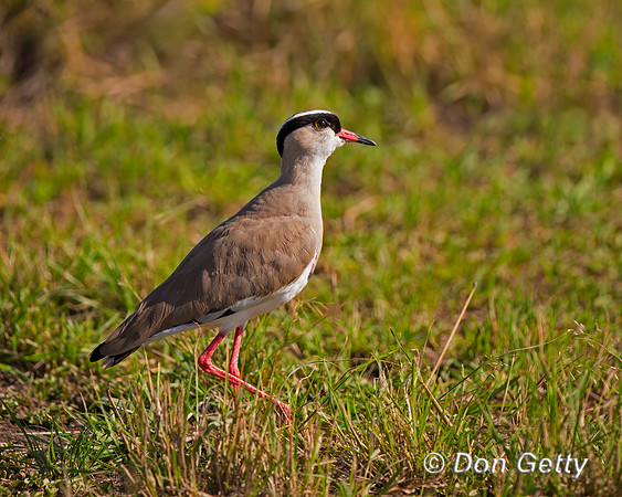 Crowned Lapwing