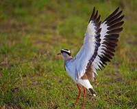 Crowned Lapwing