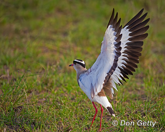 Crowned Lapwing