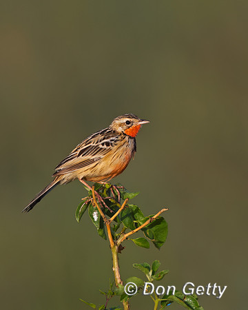 Rosy-breasted Longclaw
