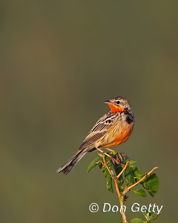 Rosy-breasted Longclaw