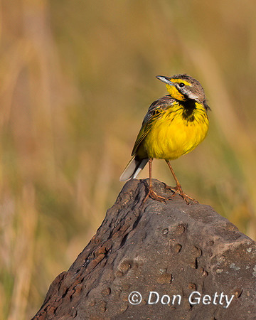 Yellow-throated Longclaw