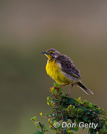 Yellow-throated Longclaw