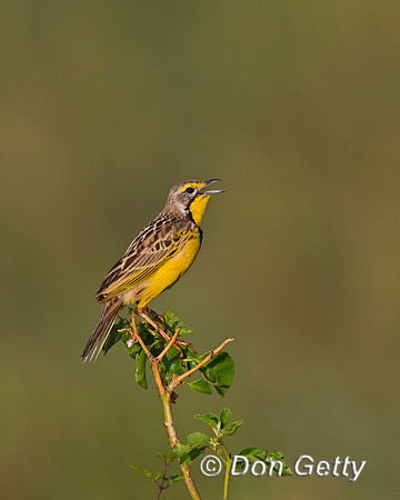 Yellow-throated Longclaw