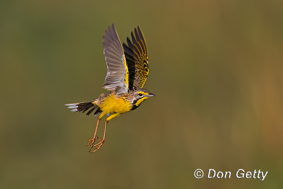 Yellow-throated Longclaw