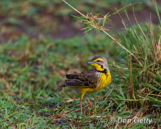 Yellow-throated Longclaw