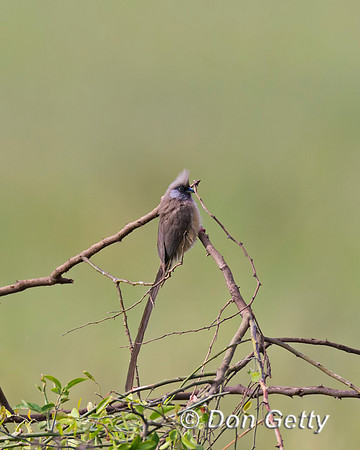 Speckled Mousebird