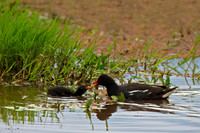 Common Moorhen