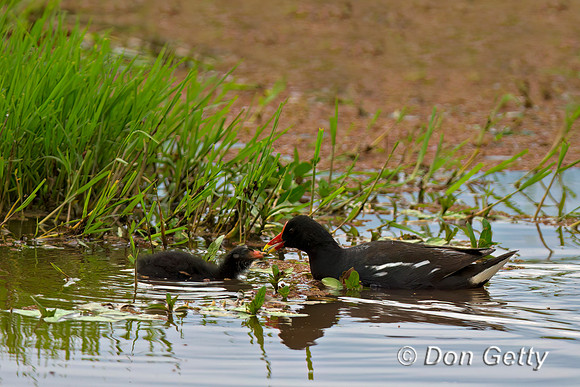 Common Moorhen