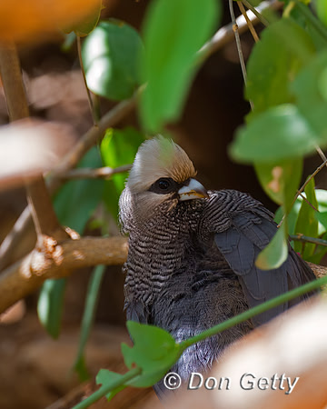White-headed Mousebird