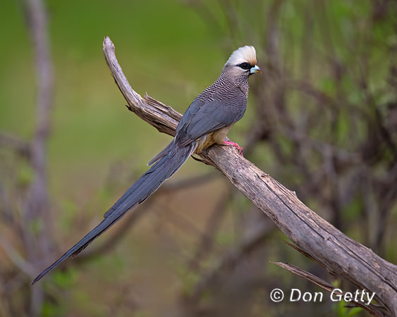 White-headed Mousebird