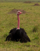 Common Ostrich