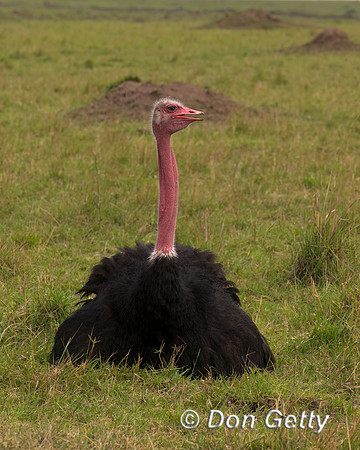 Common Ostrich