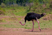 Common Ostrich