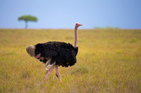 Common Ostrich