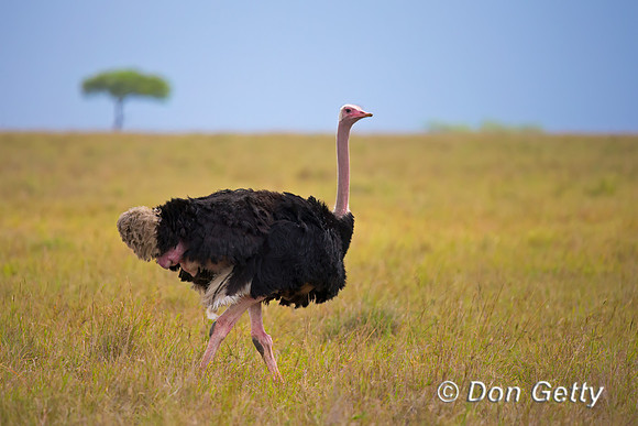 Common Ostrich