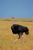 Common Ostrich